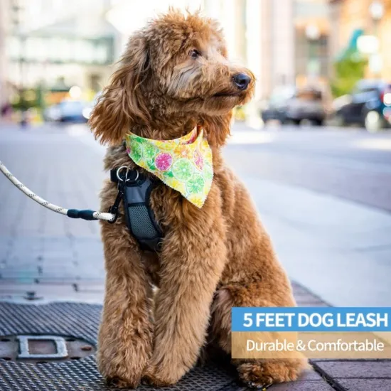 Highly Reflective Threads Dog Belt for Small Medium and Large Dogs 