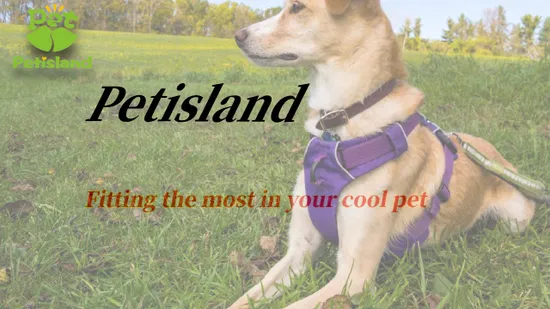 Wholesale Car Seat Belt Dog Cat Leash Retractable Buffer Elastic Reflective Safety Rope Leash 